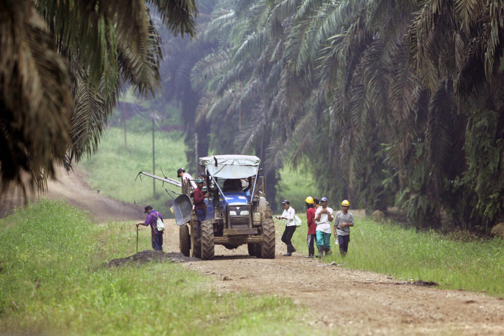 Workers arrive at a plantation in Kinabatangan in Malaysia's state of Sabah on the Borneo island February 20, 2009. Growing economic pain may increasingly force consumers to turn to palm oil, one of the cheapest cooking oils, a move that could scupper nascent plans to slow deforestation in Southeast Asia. Photo taken February 20, 2009. To match analysis: