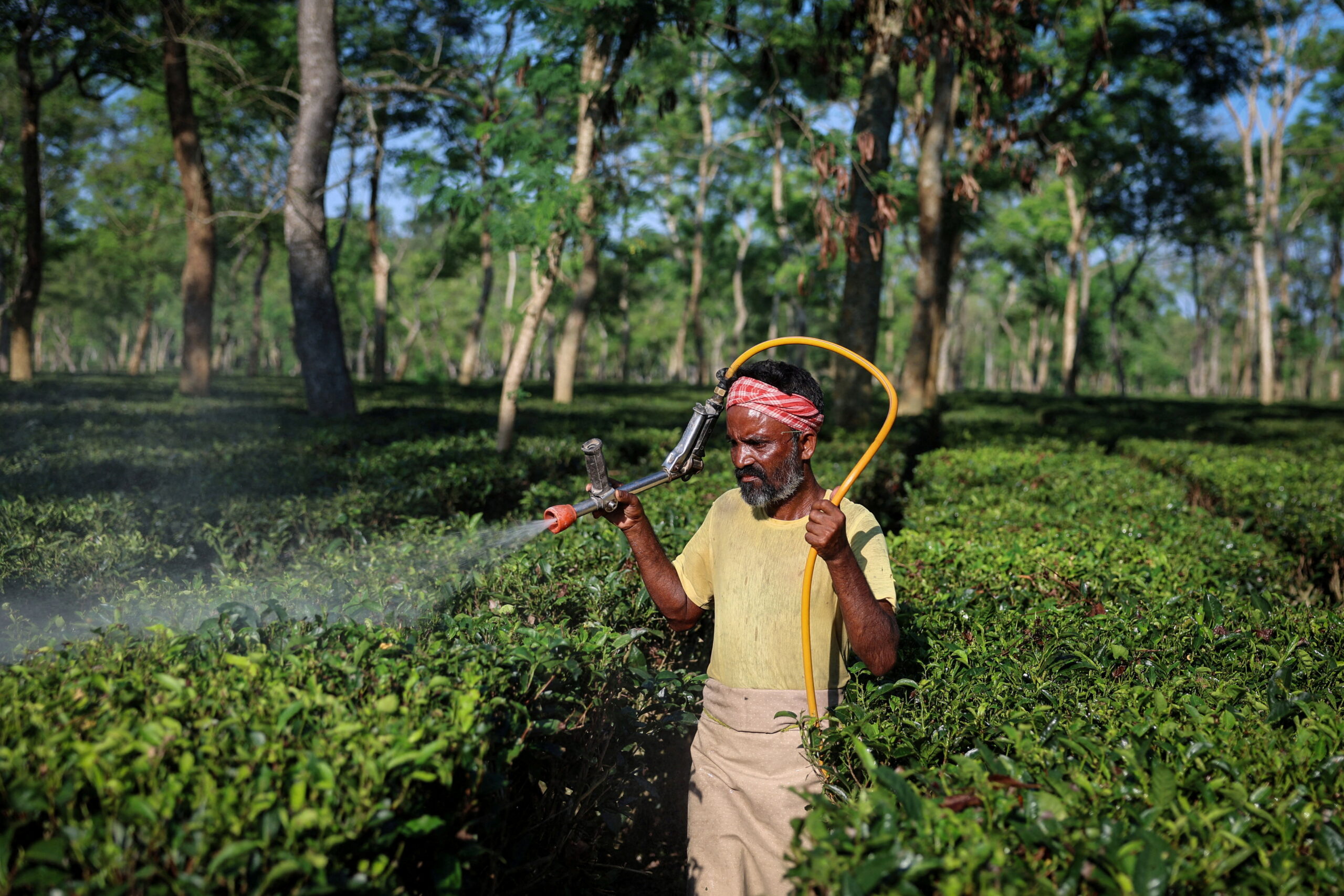 A worker sprays organic pesticides at the Chota Tingrai estate, in Tinsukia, Assam, India, July 23, 2025. Weather extremes are shrivelling harvests on India's tea plantations, endangering the future of an industry famed for beverages as refreshing as Assam and Darjeeling, while reshaping a global trade estimated at more than $10 billion a year. 